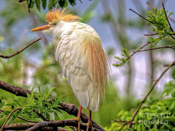 Egrets Poster featuring the photograph Portrait of a Cattle Egret by DB Hayes