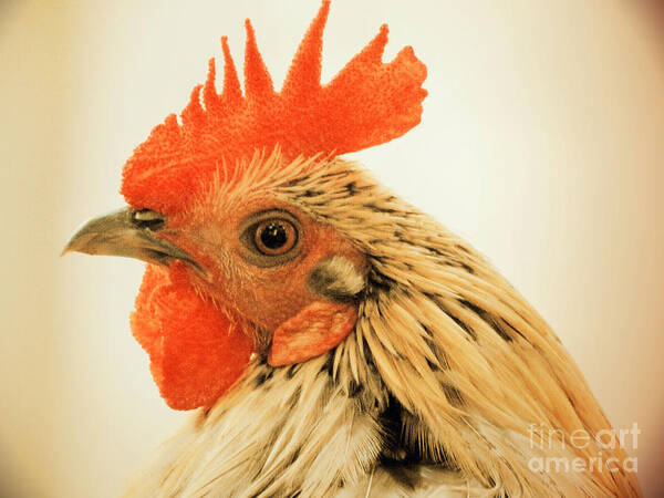 Rooster Poster featuring the photograph Portrait Of A Wild Rooster by Jan Gelders