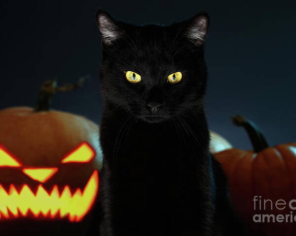 Portrait Poster featuring the photograph Portrait of Black Cat with pumpkin on Halloween by Sergey Taran