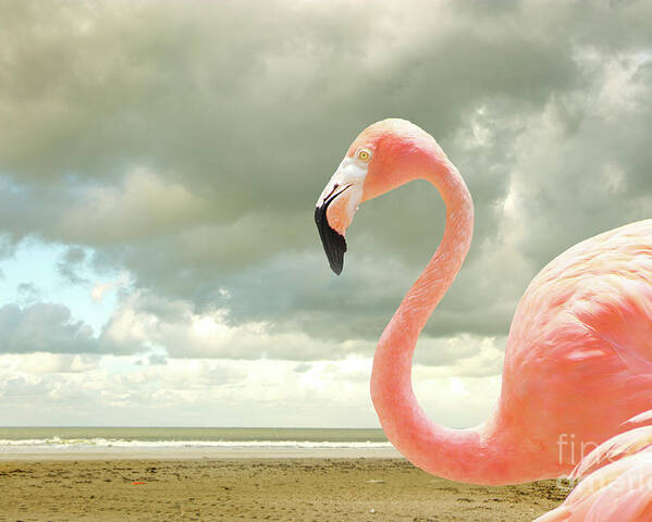 Flamingo Poster featuring the photograph Proud to be pink by Adriana Zoon