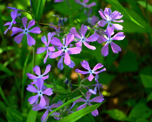 Phlox Poster featuring the photograph Purple Phlox in the Woods by Stacie Siemsen