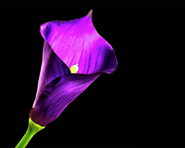 Purple Flower Poster featuring the photograph Purple Pitcher by Mike Stephens