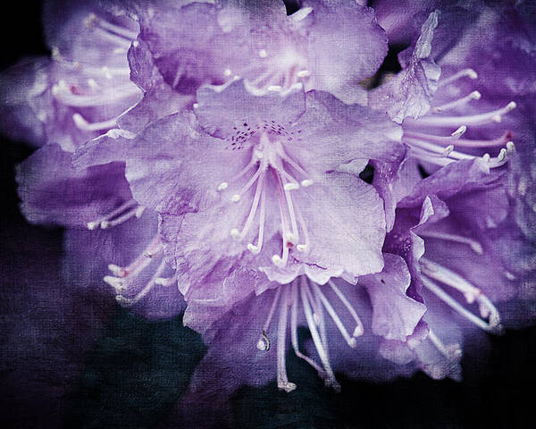 Purple Rhododendron Poster featuring the photograph Purple Rhododendron Print by Gwen Gibson