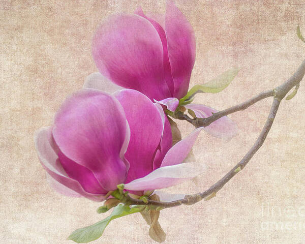 Magnolia Poster featuring the photograph Purple Tulip Magnolia by Heiko Koehrer-Wagner
