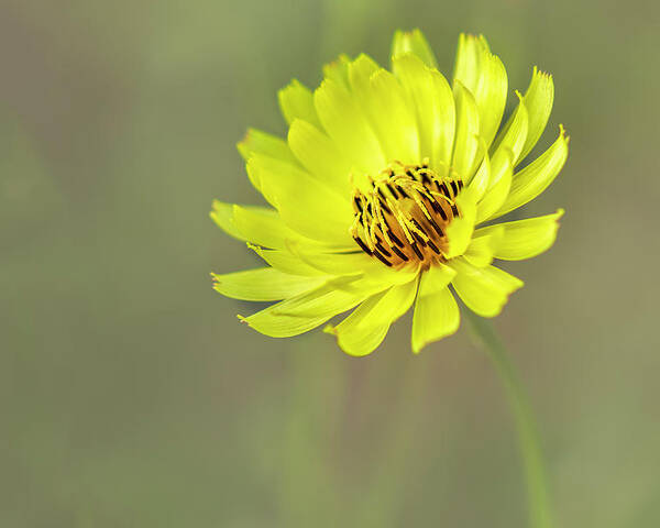Asteraceae Poster featuring the photograph Putting my best face forward. by Usha Peddamatham