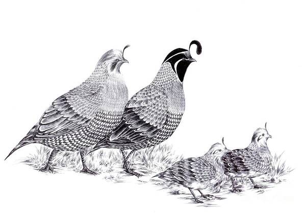 Quail Poster featuring the drawing Quail Family Evening Stroll by Alice Chen