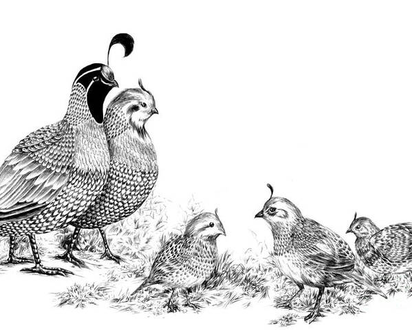 Quail Poster featuring the drawing Quail Family Outing by Alice Chen