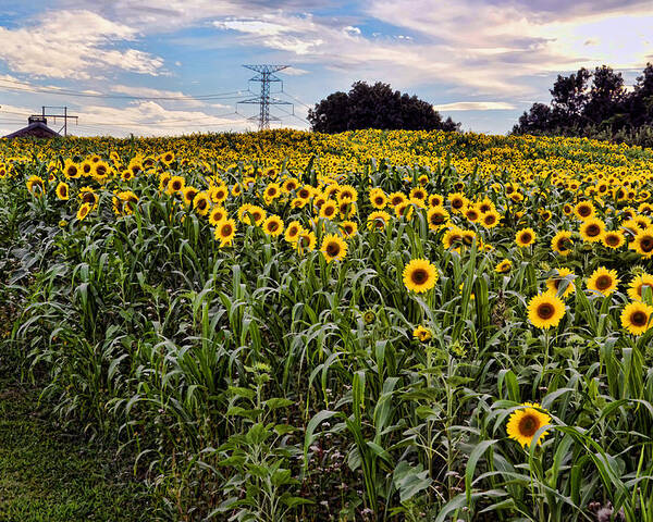 Sunflowers Poster featuring the photograph Quarry Hill Sunflowers by Ann Bridges