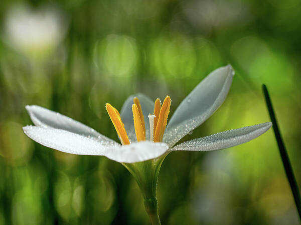 Flower Poster featuring the photograph Rain Lily Covered in Droplets by Brad Boland