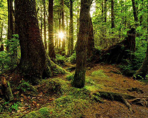 Rainforest Poster featuring the photograph Rainforest Path by Chad Dutson