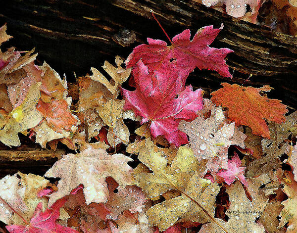 Leaves Poster featuring the photograph Rainy Day Leaves by Matalyn Gardner
