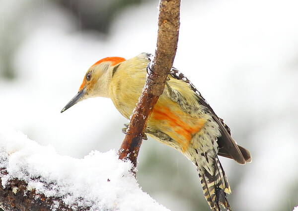 Red-bellied Woodpecker Poster featuring the photograph Red-bellied Woodpecker With Snow by Daniel Reed