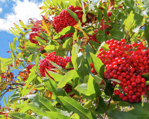 Red Poster featuring the photograph Red Berries, Blue Skies by D K Wall