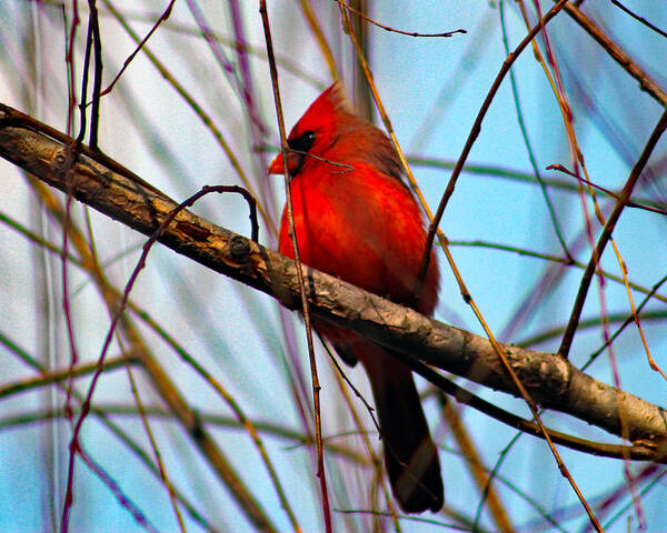 Redbird Poster featuring the photograph Red Bird Sitting Patiently by DB Hayes