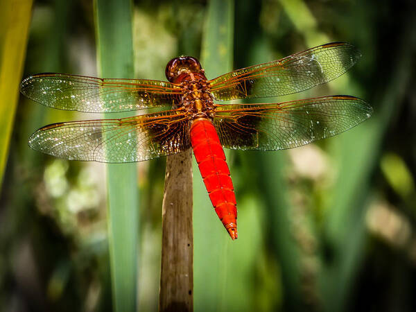 Dragonfly Poster featuring the photograph Red Dragonfly by Pamela Newcomb