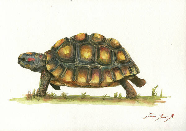 Radiated Tortoise Poster featuring the painting Red Footed TOrtoise by Juan Bosco