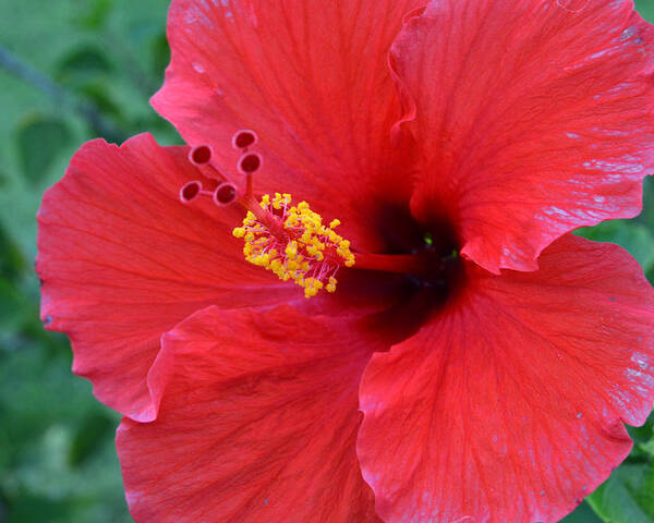 Flower Poster featuring the photograph Red Hibiscus 1 by Amy Fose