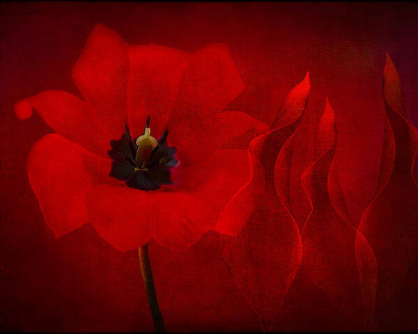 Red Tulip Poster featuring the photograph Red Musical by Marina Kojukhova