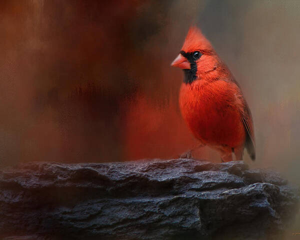 Jai Johnson Poster featuring the photograph Red On The Rocks - Cardinal Bird Art by Jai Johnson