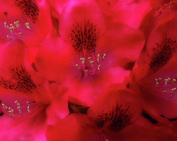 Flowers Poster featuring the photograph Red Petals by Mike Eingle