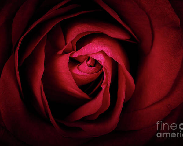 Rose Poster featuring the photograph Red Rose by Jane Rix