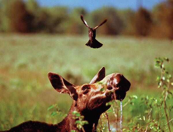 Moose Poster featuring the photograph Red-Winged Blackbird Attacking Moose by Ted Keller