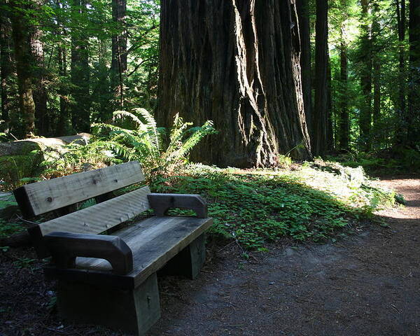 Redwood Bench Ii Poster featuring the photograph Redwood Bench II by Dylan Punke