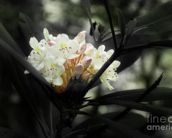 Blooming Rhododendron Poster featuring the photograph Rhododendron Blooms by Mike Eingle