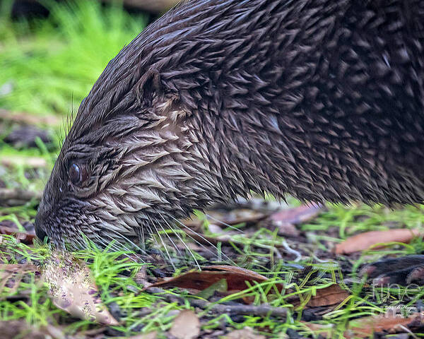 Nature Poster featuring the photograph River Otter Astray by DB Hayes