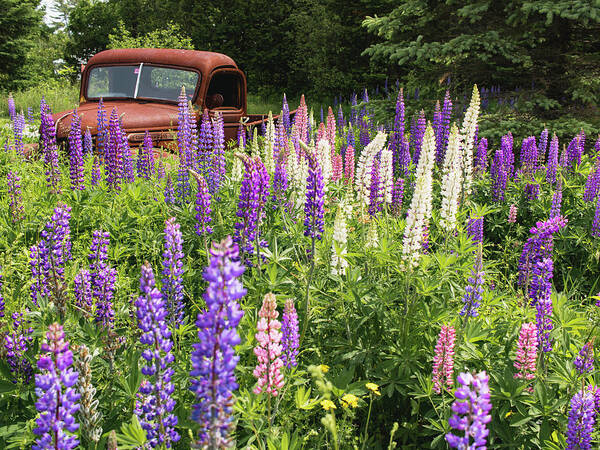 Lupines Poster featuring the photograph Roadside Attraction by Holly Ross