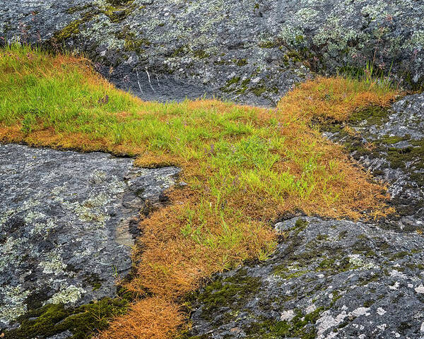 Oregon Coast Poster featuring the photograph Rock And Grass by Tom Singleton
