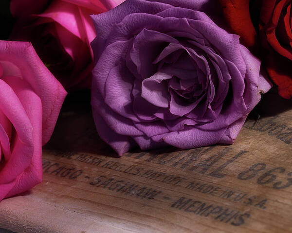 Roses Poster featuring the photograph Rose Series 2 by Mike Eingle
