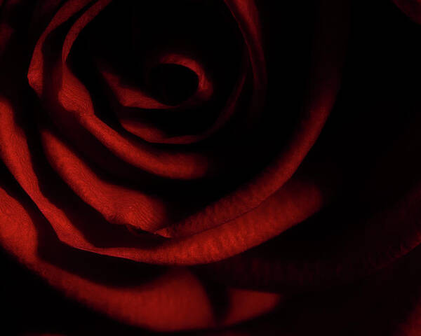 Rose Poster featuring the photograph Rose Series 3 Red by Mike Eingle