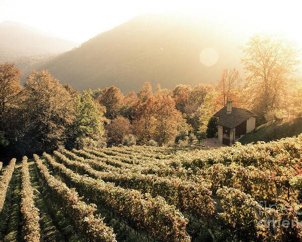 Autumn Poster featuring the photograph Rows of vine in a vineyard in ticino, switzerland at sunset by Amanda Mohler