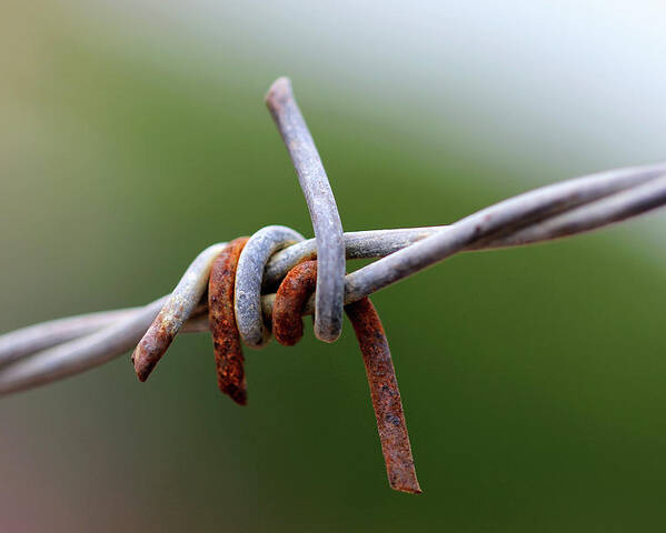 Minimal Poster featuring the photograph Rusted Barb Wire by Prakash Ghai