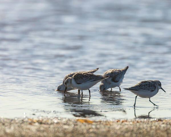 Calidris Mauri Poster featuring the photograph Sandpipers by Jonathan Nguyen
