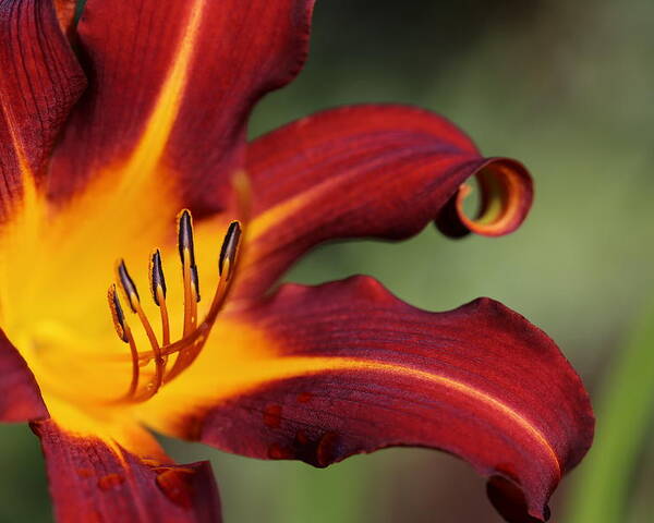 Daylily Curl Poster featuring the photograph Sassy Daylily by Tammy Pool
