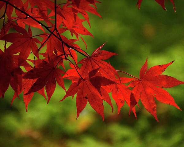 Maple Poster featuring the photograph Scarlet Leaves by Ann Bridges