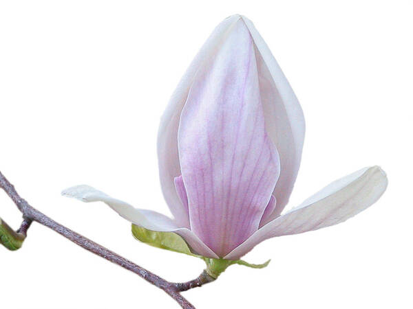 White Poster featuring the photograph Scent of a Magnolia by Alexandra Till