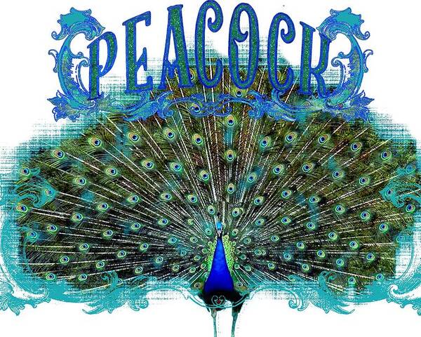 Peacock Poster featuring the painting Scroll Swirl Art Deco Nouveau Peacock w Tail Feathers Spread by Audrey Jeanne Roberts