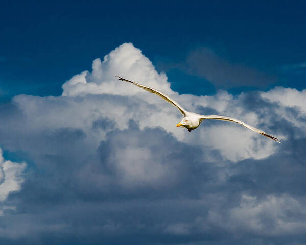 Seagull Poster featuring the photograph Seagull High Over the Clouds by Andreas Berthold