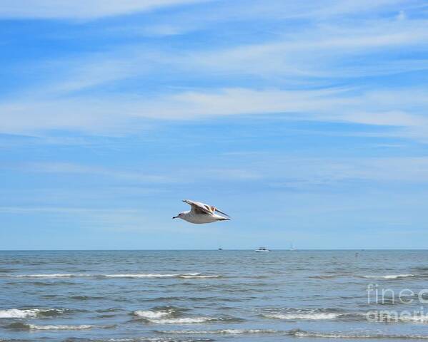Seagull Poster featuring the photograph Seagull in Flight by Dani McEvoy