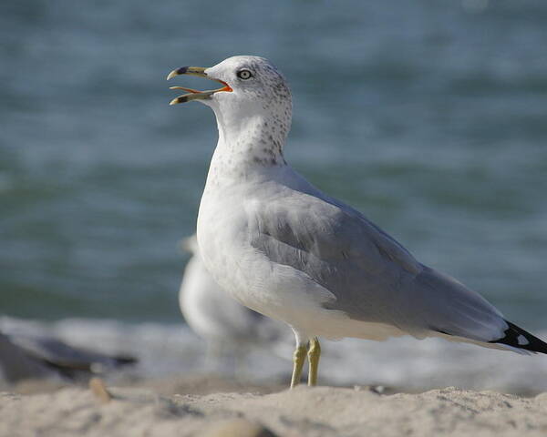 Seagull Poster featuring the photograph Seagull on Lake Erie Beach by Valerie Collins