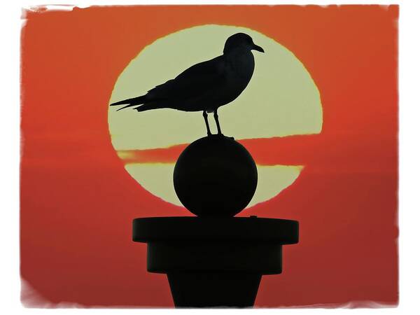 Alicegipsonphotographs Poster featuring the photograph Seagull Sunset by Alice Gipson