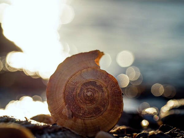 Seashell Poster featuring the photograph Seashell Bokeh by Brad Boland
