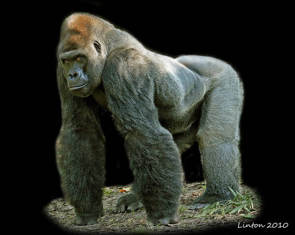 Silverback Poster featuring the photograph Silverback by Larry Linton