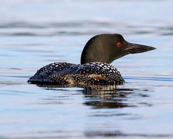 Bird Poster featuring the photograph Single Loon by Darryl Hendricks