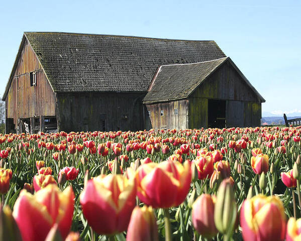 Barns Poster featuring the photograph Skagit Barn SB5004 by Mary Gaines