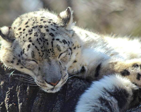 Snow Leopard Poster featuring the photograph Sleeping Snow Leopard by Holly Ross