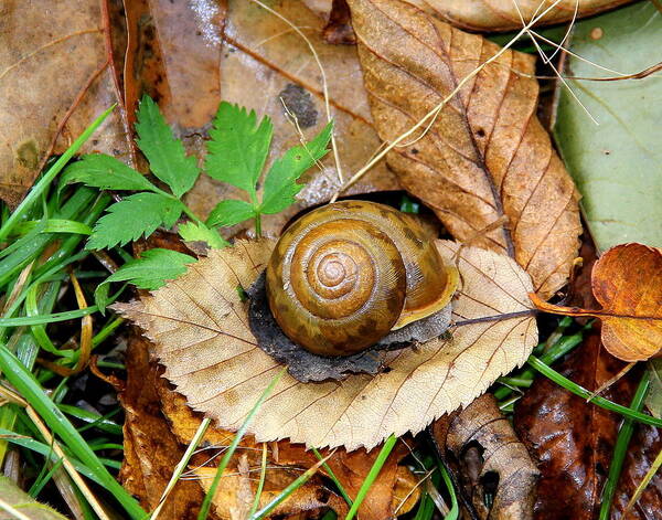 Snail Poster featuring the photograph Snail Home by Allen Nice-Webb